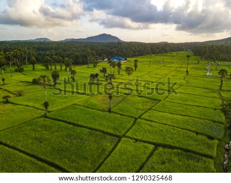 Aerial view rice fields in the morning