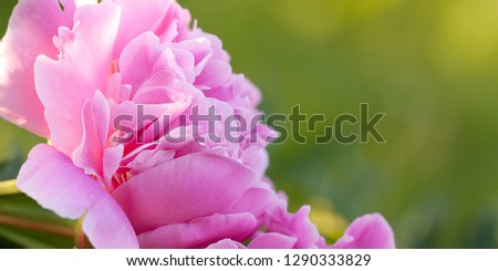 beautiful fluffy pink peony in the summer sunny park