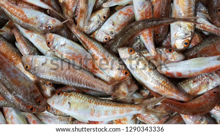 fresh fishes lined up for sale at the market