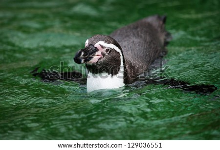 Swimming penguin