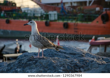 Seagull at The Seaside