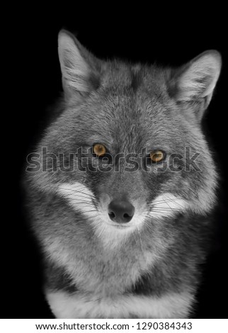 Portrait of Jackal in black and white with yellow eyes