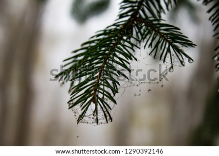 Green Spruce Needles with web and dew drops close up capture. Autumn time photo. Blurred background. Good image for web background, poster, wallpaper, print.