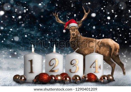 reindeer at christmas
