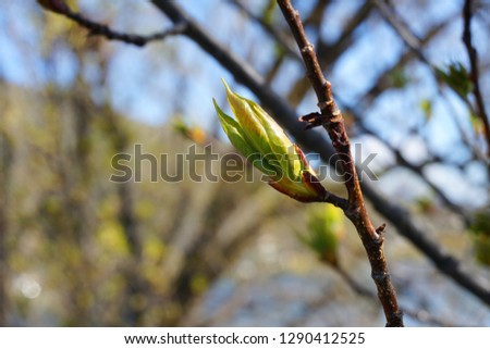 Green buds sprout blossom on tree branch in spring time green bloom nature new beginning with sunlight and blur green background close up buds