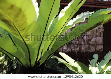 green plant and the shadow