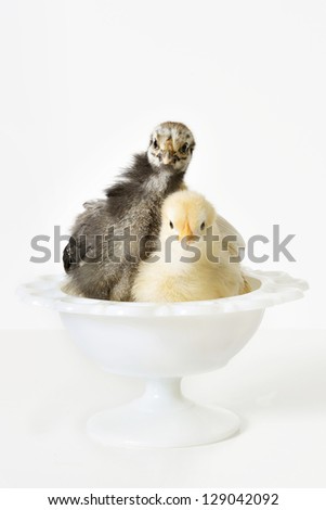 Baby Chickens Sitting In a Bowl