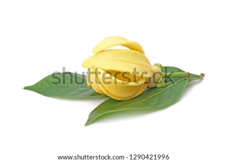 Ylang-Ylang (Cananga odorata) valued for perfume extracted from its flowers,  which is an essential oil used in aromatherapy. Also called fragrant cananga, Macassar-oil, or perfume tree. Isolated.