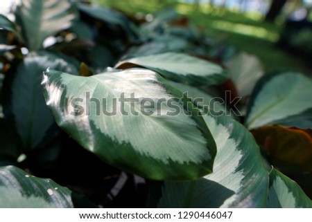 Top view of leaves Chinese Evergreen or Aglaonema modestum as a background, Natural green wallpaper, Ecological Concept, Dumb cane, dieffenbachia)