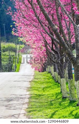 Horizontal banner with sakura flowers of pink color on sunny backdrop. Beautiful nature spring background