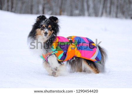 Winter outside portrait of sable black and white tricolor shetland sheepdog weawirng cute colorful warm cozy coat jacket. Sweet nice and fluffy little lassie, collie, sheltie dog outdoors on show