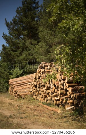 Firewood stocks lockated near the forest road on a sunny day, organic concept
