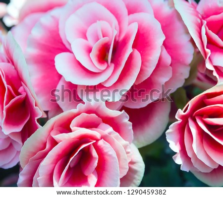 spring flowers, abstract decoration background, Selective soft focus.