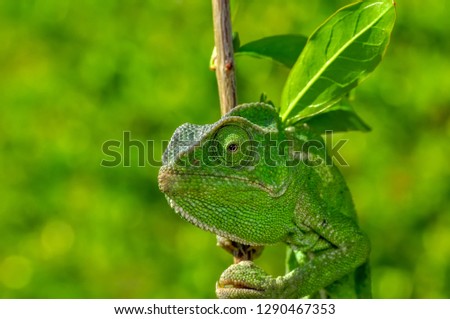 Beautiful green chameleon - Stock Image