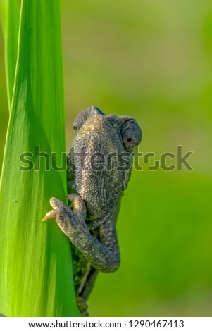 Beautiful green chameleon - Stock Image