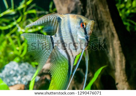 Aquarium fish closeup