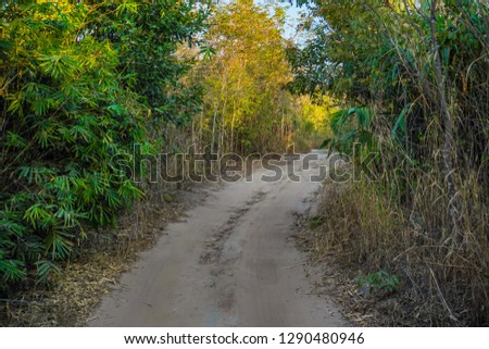 Footpath in the nature forest