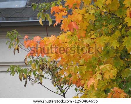 colorful autumn leaves in Döbeln