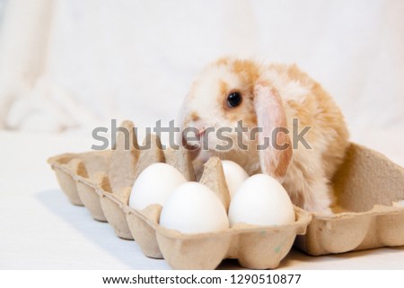 Easter bunny rabbit with eggs in basket on white background. Easter holiday concept