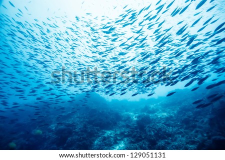 school of fish underwater Royalty-Free Stock Photo #129051131