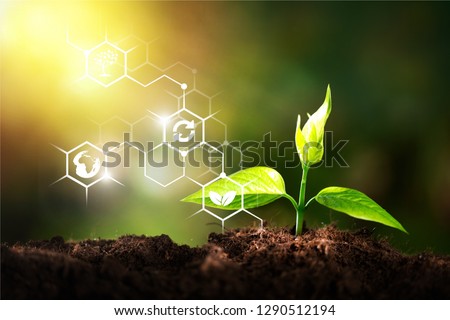Growth of new life on  background Royalty-Free Stock Photo #1290512194