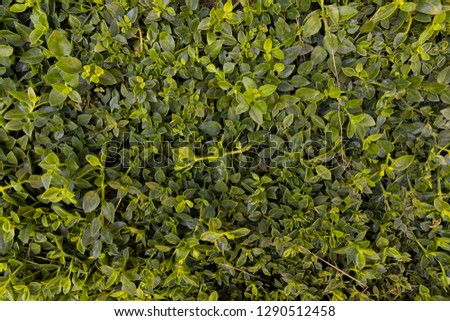 Grass Texture for Background
