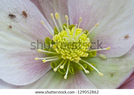 Aphis infected hellebore