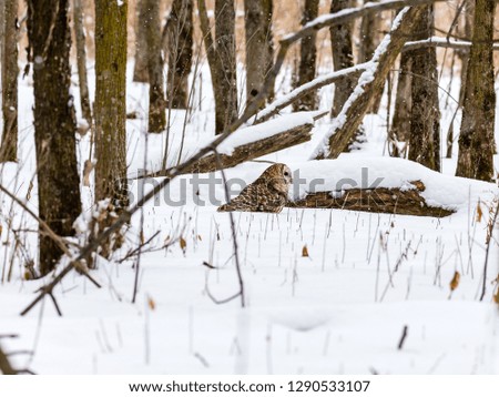 Barred owl on the ground searching for voles in mid winter in a boreal forest Quebec, Canada.