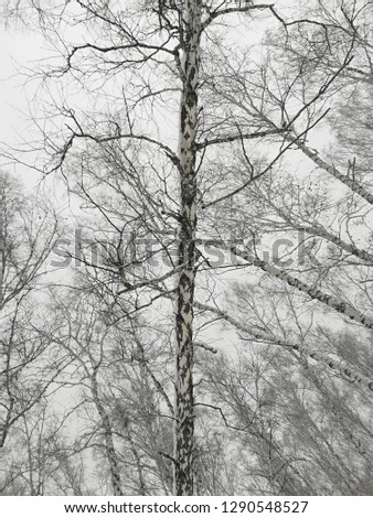 Forest snow picture