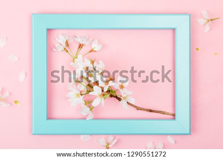 Cherry blossom branch inside an empty turquoise picture frame on a pink background. Flat lay