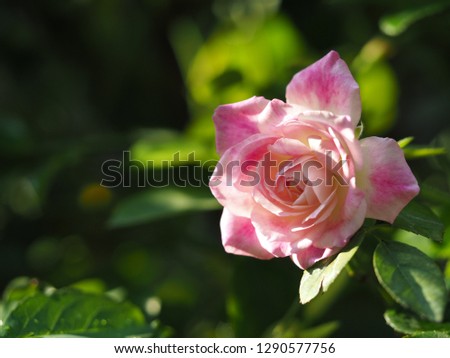 Rose picture soft focus. Pink rose planted in the garden are beautiful blooming fragrant. 

