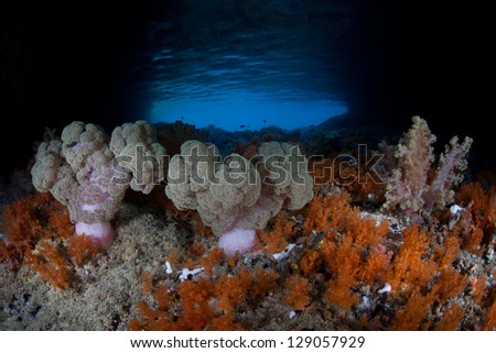 Soft corals thrive in a shallow tunnel where currents bring plankton in Raja Ampat, Indonesia.  This area is known for its high diversity and is the heart of the Coral Triangle.