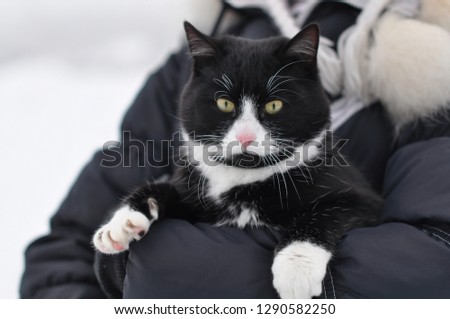 A beautiful black and white cat with green eyes, sitting in his arms, photographed from close range