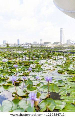 lotuses and view of singapore
