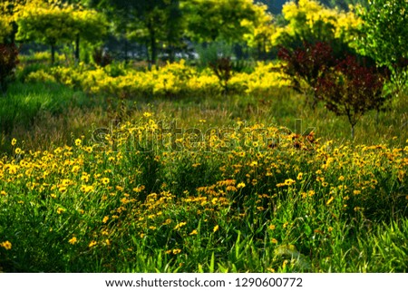 Wild flowers blossom in the park in summer