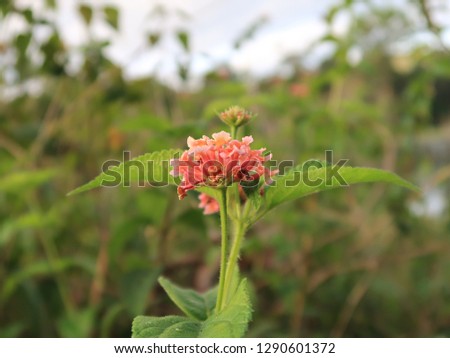 Background with weeds, flower blooming and magic of light at dawn, colorful picture use for design advertising, printing and more