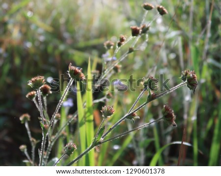Background with weeds, flower blooming and magic of light at dawn, colorful picture use for design advertising, printing and more