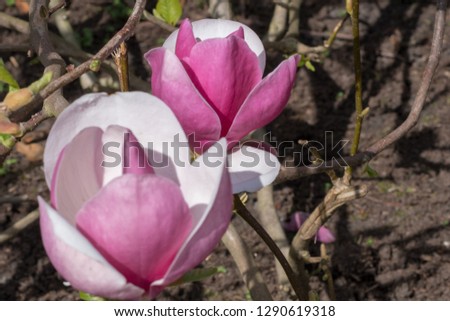 Magnolia blossom. April in the Netherlands