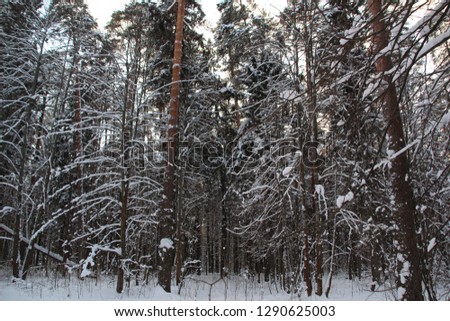 Winter forest landscape after snow fall