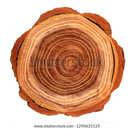 Block of cut wood from a tree isolated on white.