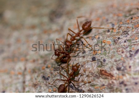 Red ant walking on the tree
