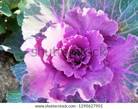 Picture showing purple cabbage flowers, close-up
