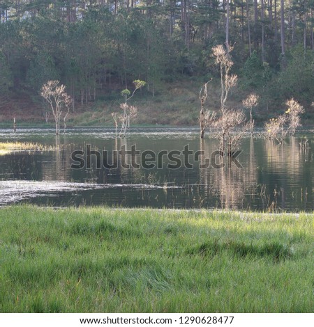 background with flooded forest in autumn, the trees reflection on the lake with magical light at dawn