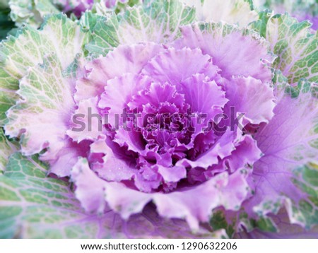 Picture showing purple cabbage flowers, close-up