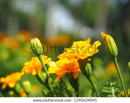 Closeup orange flower bloom and Un blooming stalk beautiful color in natural with the plant blur background