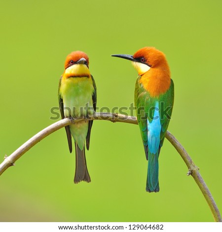 Couple of Bee eater Bird Royalty-Free Stock Photo #129064682