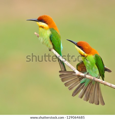 Couple of Bee eater Bird Royalty-Free Stock Photo #129064685