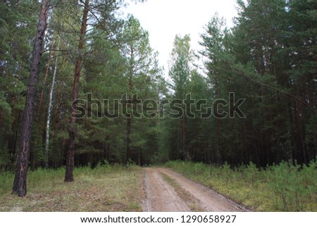 Pine forest Pinery