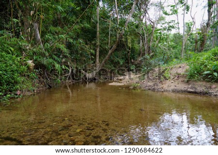 Small stream and trees