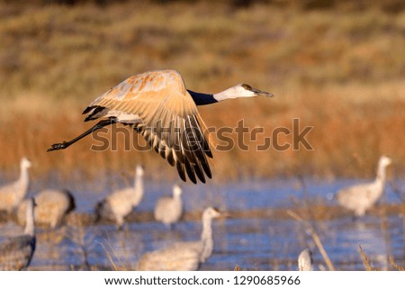 sandhill crane (Grus canadensis) in flight at Bosque del Apache National Wildlife, New Mexico USA. - Image Royalty-Free Stock Photo #1290685966
